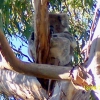 Zdjęcie z Australii - Koala na eukaliptusie