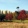 Zdjęcie z Australii - Tasmanska jesien