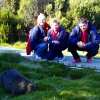Zdjęcie z Australii - Wombat spotkany przy...