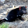 Zdjęcie z Australii - Diabel tasmanski...