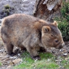 Zdjęcie z Australii - Sympatyczny wombat w...