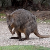 Zdjęcie z Australii - Wallaby czyli maly kangur