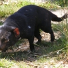 Zdjęcie z Australii - Diabel tasmanski...
