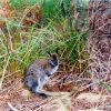 Zdjęcie z Australii - Mlody wallaby spotkany...
