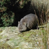 Zdjęcie z Australii - Wombat w Cradle Mountains