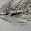 Zdjęcie z Australii - Dziobak w wodzie
