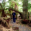 Zdjęcie z Australii - Chlodny las deszczowy
