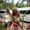 Zdjęcie z Tajlandii - Jedyny gibbon, ktory...