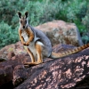 Zdjęcie z Australii - Walabia skalna w Wilpena 