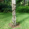 Zdjęcie z Mauritiusa - Korzen palmy,,szpon