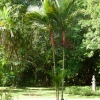 Zdjęcie z Mauritiusa - Czerwona palma.