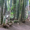 Zdjęcie z Mauritiusa - Bambus