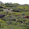 Zdjęcie z Australii - Emu spotkane w drodze