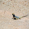 Zdjęcie z Australii - Jaszczurka spotkana