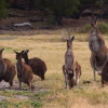Zdjęcie z Australii - Stado kangurow olbrzymich