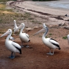 Zdjęcie z Australii - Pelikany w Coffin Bay