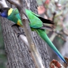 Zdjęcie z Australii - Port Lincoln Parrot