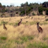Zdjęcie z Australii - Kangury w Port Lincoln
