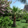 Zdjęcie z Turcji - w hotelowym ogródku
