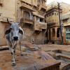 Zdjęcie z Indii - Święta krowa w Jaisalmer