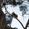 Zdjęcie z Australii - Koala spotkany w drodze