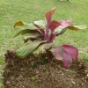 Zdjęcie z Mauritiusa - ,,Meski kwiat