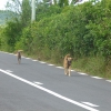 Zdjęcie z Mauritiusa - Bezpanskie psy.