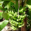 Zdjęcie z Mauritiusa - Bananowce.