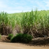 Zdjęcie z Mauritiusa - Plantacje trzciny cukrowe