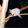 Zdjęcie z Australii - Possum (opos) wcina 