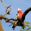 Zdjęcie z Australii - Papuga gallah