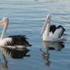 Zdjęcie z Australii - Pelikany - zmora wedkarzy