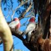 Zdjęcie z Australii - Papugi gallah