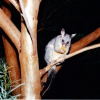 Zdjęcie z Australii - Zaprzyjazniony possum