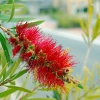 Zdjęcie z Australii - Kwiat kuflika