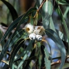 Zdjęcie z Australii - Kwiaty i paki bialego