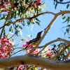 Zdjęcie z Australii - Koralicowiec czerwony