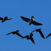 Zdjęcie z Australii - Czarne papugi kakadu