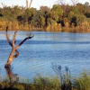 Zdjęcie z Australii - Rzeka Murray kolo Renmark