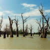 Zdjęcie z Australii - Rozlewiska rzeki Murray