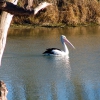 Zdjęcie z Australii - Pelikan na rozlewiskach