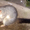 Zdjęcie z Australii - Possum zajadajacy chlebek