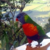 Zdjęcie z Australii - Kolorowa lorysa gorska