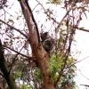 Zdjęcie z Australii - Koala w Marist Park