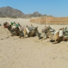 Zdjęcie z Egiptu - wielbłądy