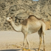 Zdjęcie z Egiptu - wielbłąd 