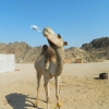 Zdjęcie z Egiptu - spragniony wielbłąd