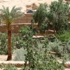 Zdjęcie z Egiptu - roślinność na pustyni?