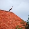Zdjęcie z Polski - Stary bociek na dachu