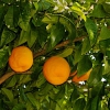 Zdjęcie z Grecji - pomarańczki